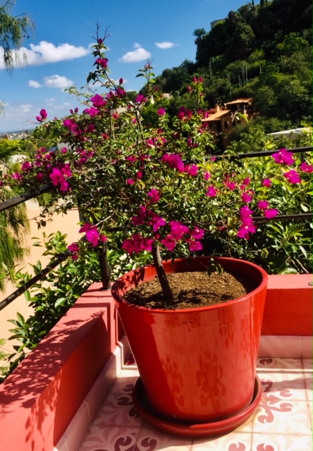 Bougianvillea